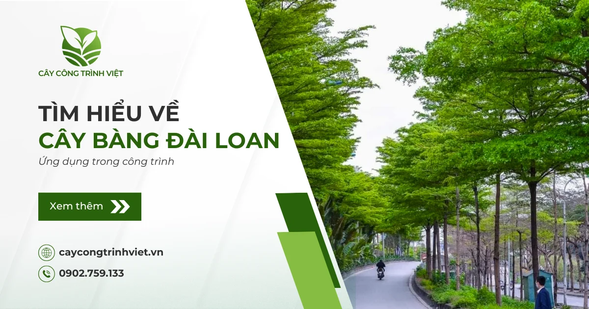 Cây Bàng Đài Loan: Nguồn gốc, ý nghĩa & Ứng dụng trong công trình