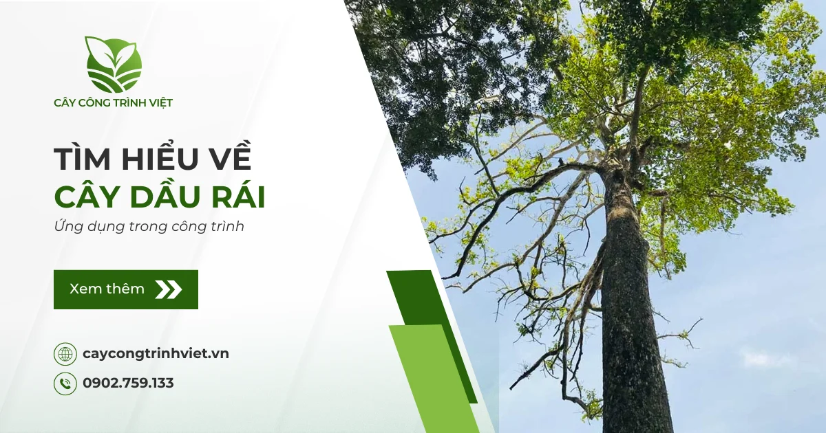Cây Dầu Rái: Nguồn gốc, ý nghĩa & Ứng dụng trong công trình