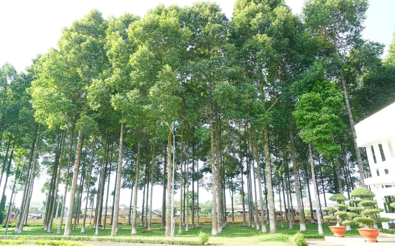 Ưu điểm của cây Dầu Rái khi trồng công trình