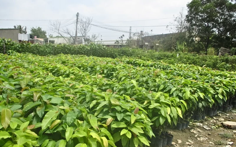Mua cây Dầu Rái tại Cây Công Trình Việt