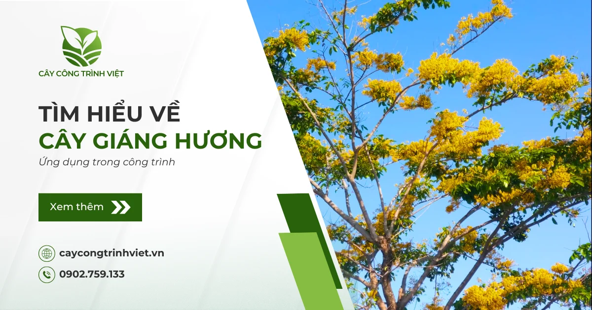 Cây Giáng Hương: Nguồn gốc, ý nghĩa & Ứng dụng trong công trình