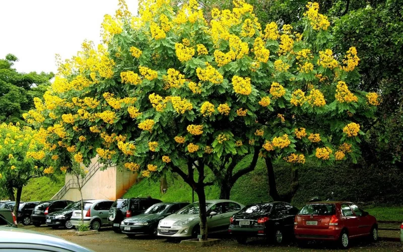 Giới thiệu về cây Giáng Hương