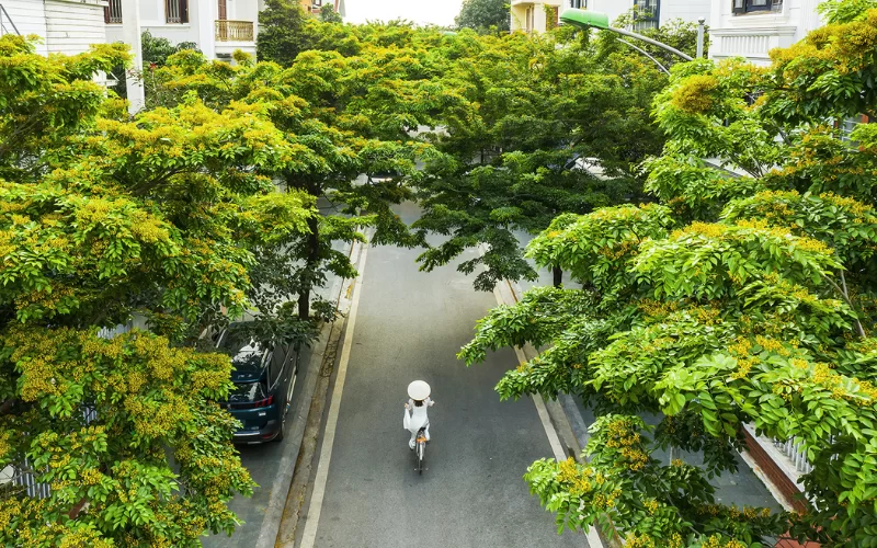 Lợi ích khi chọn cây Giáng Hương làm cây công trình