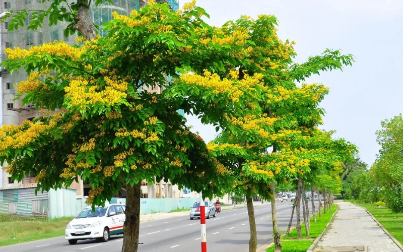 Ứng dụng của cây Giáng Hương trong công trình