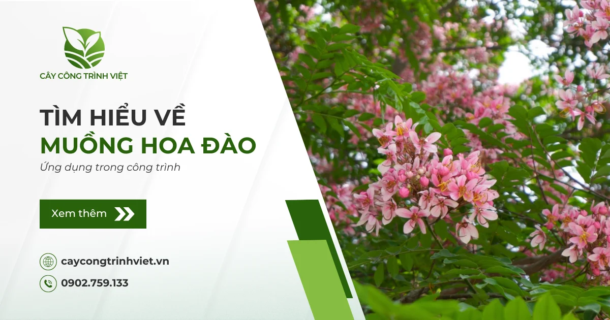 Cây Muồng Hoa Đào: Nguồn gốc, ý nghĩa & Ứng dụng trong công trình