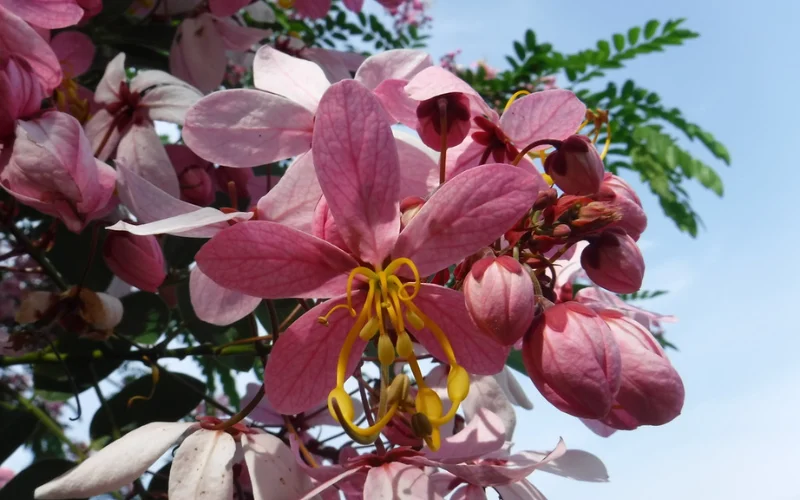 Giới thiệu về cây Muồng Hoa Đào
