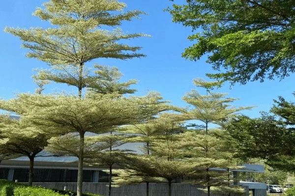 Bàng Đài Loan