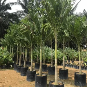 Cây cau trắng