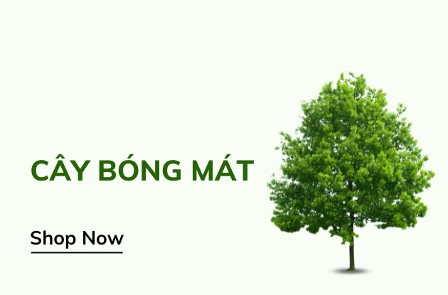 Cây công trình Việt - Kiến tạo môi trường bền vững