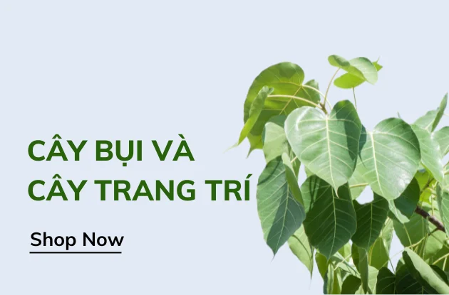 Cây công trình Việt - Kiến tạo môi trường bền vững