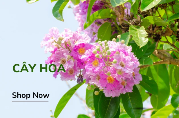 Cây công trình Việt - Kiến tạo môi trường bền vững