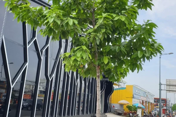 Dầu Rái