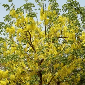Giáng Hương