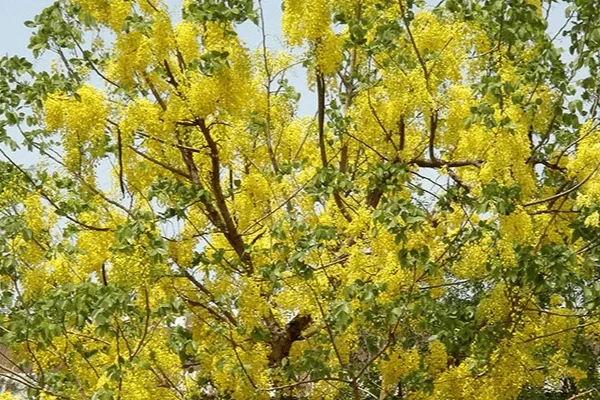 Giáng Hương