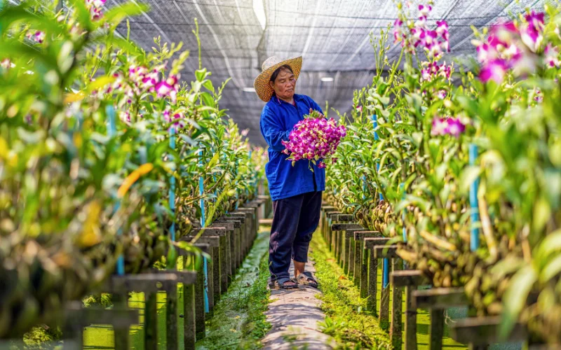 Cây công trình Việt - Kiến tạo môi trường bền vững
