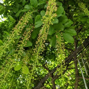 Lộc Vừng