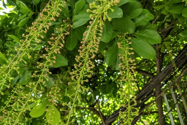 Lộc Vừng
