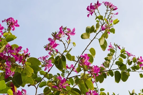 Móng Bò Tím