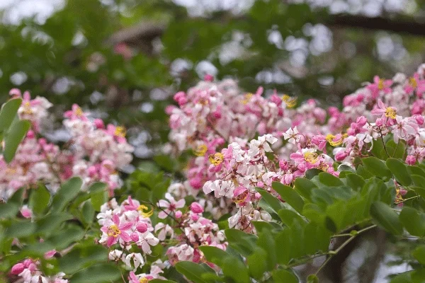 Muồng Hoa Đào