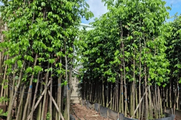 Sao Đen
