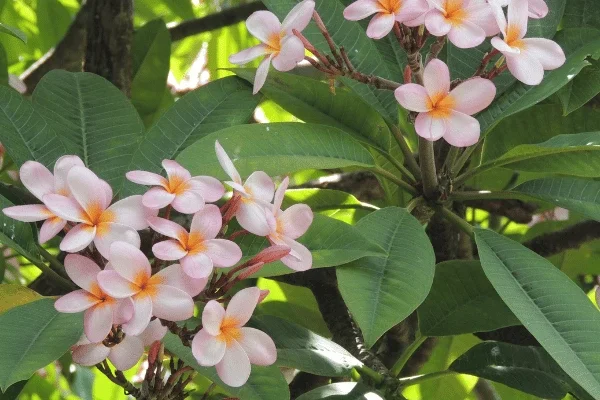 Sứ Đại