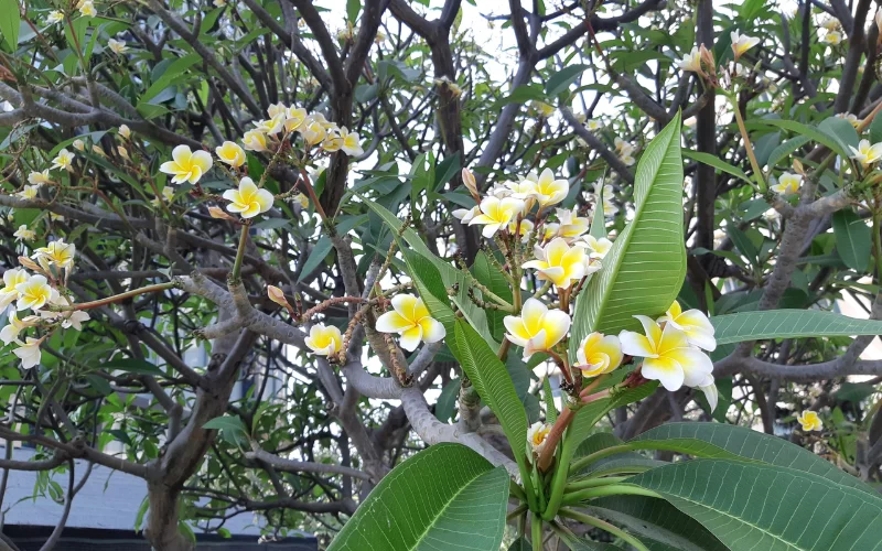 Ý nghĩa phong thủy cây Sứ Đại