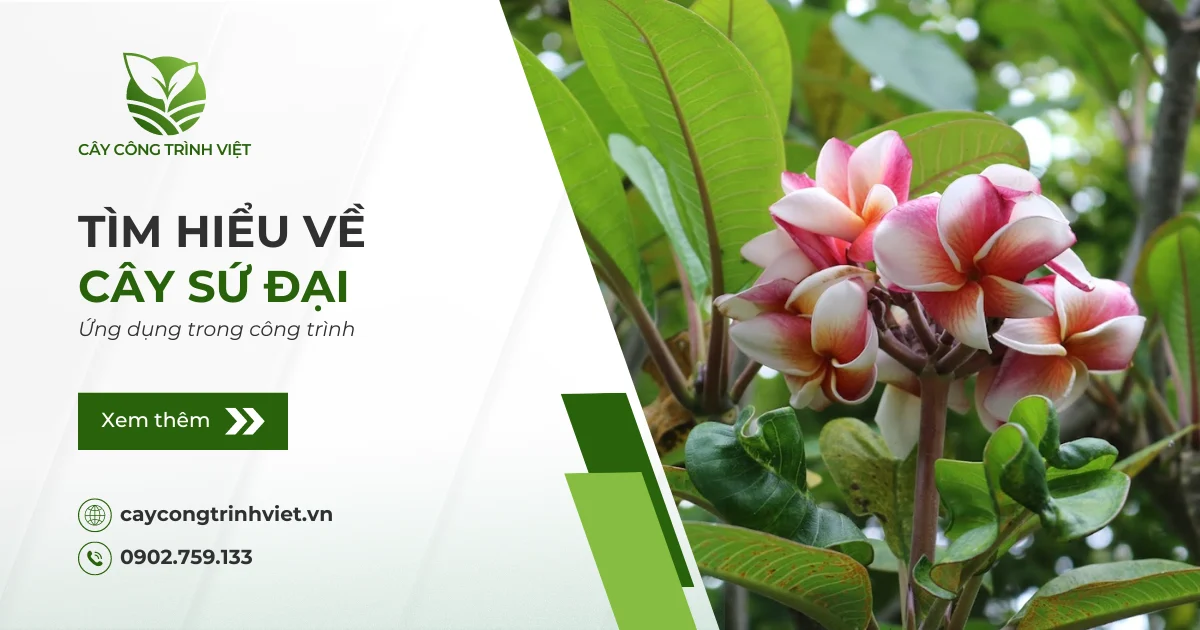 Tìm hiểu về cây Sứ Đại trong công trình