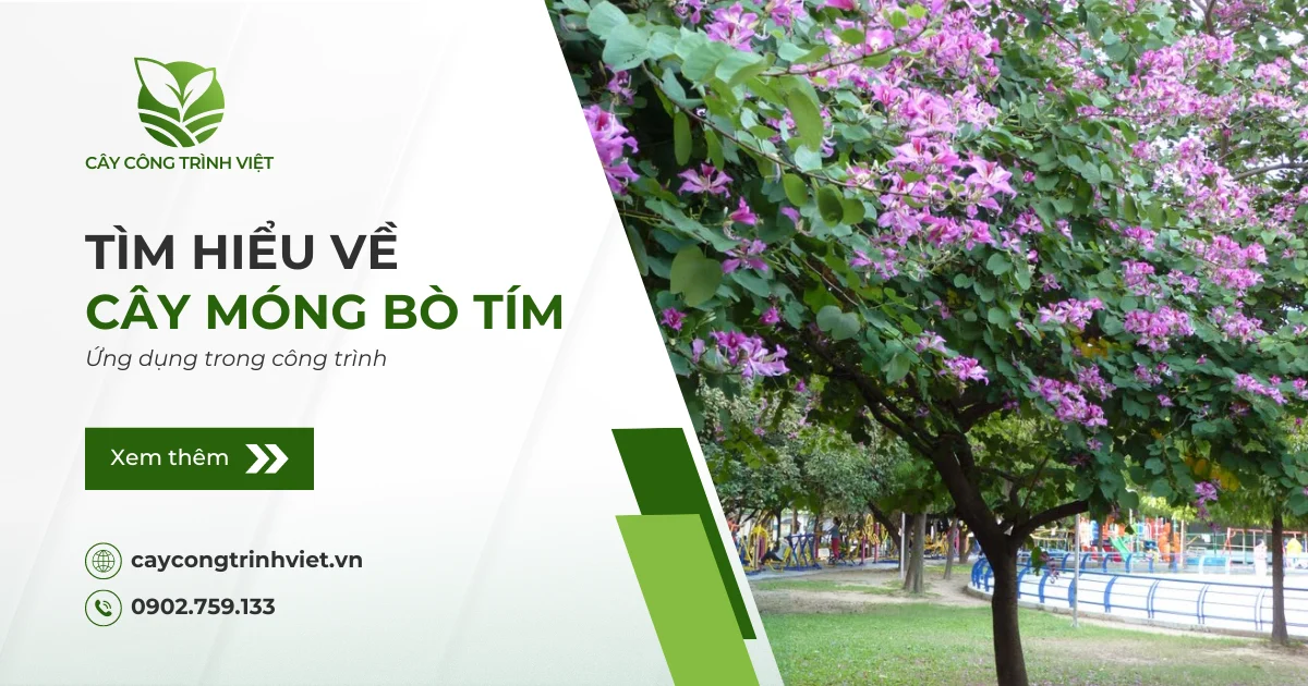 Tìm hiểu về cây Móng Bò Tím trong công trình