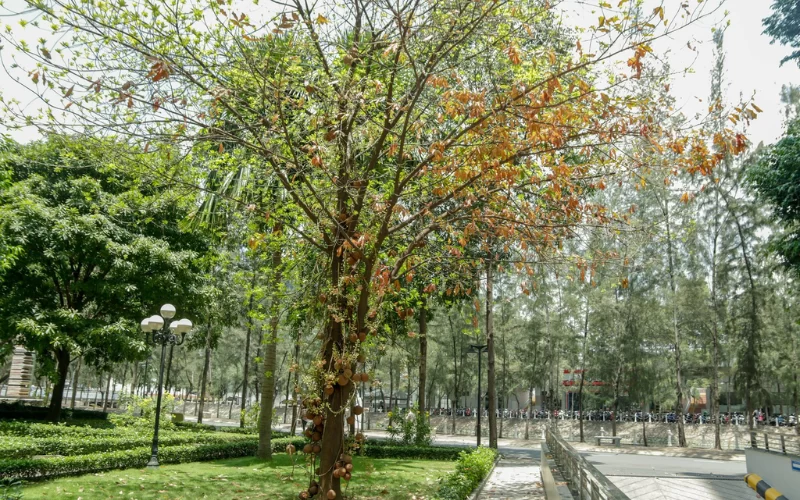 Ứng dụng của cây Sala trong các công trình