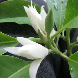 Cây Hoa Ngọc Lan
