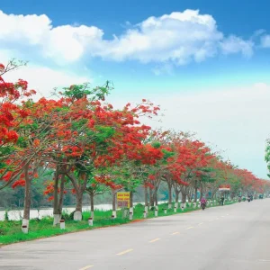 Cây Phượng Vĩ
