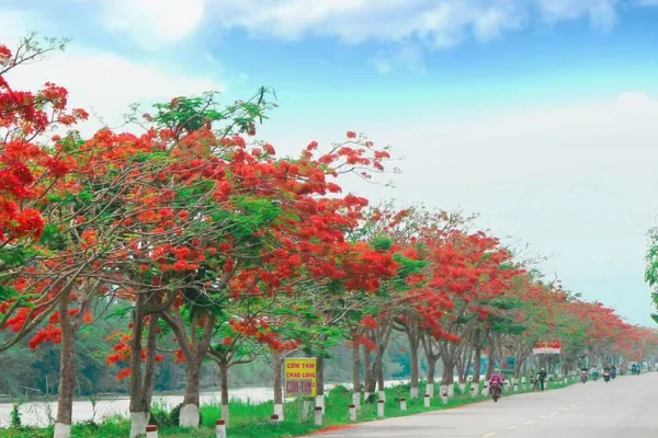 Cây Phượng Vĩ