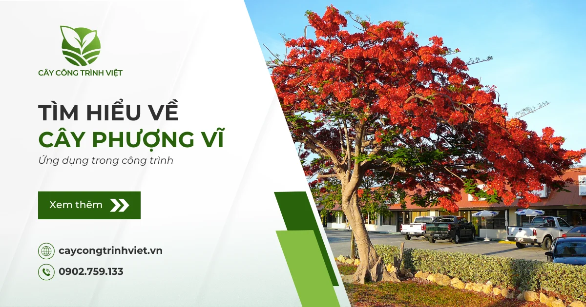 Cây Phượng Vĩ: Nguồn gốc, ý nghĩa & Ứng dụng trong công trình