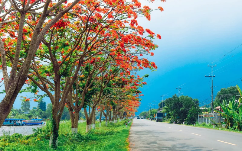 Trông cây Phượng Vĩ trên đường phố