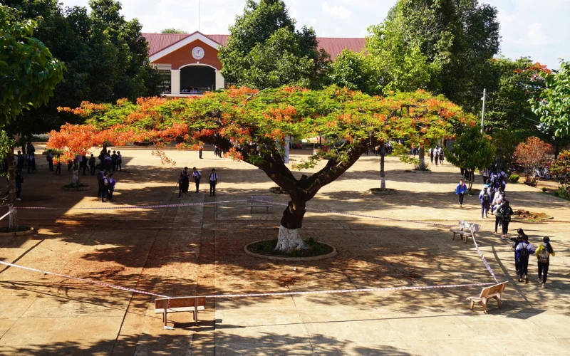 Trồng cây Phượng Vĩ trong trường học