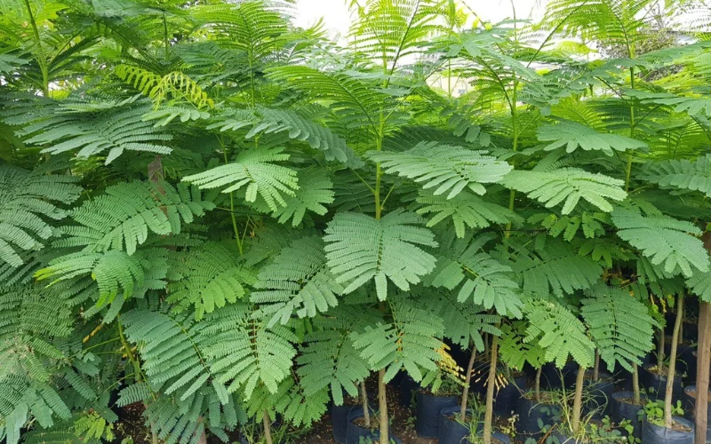 Cây Phượng Vĩ giống tại Cây Công Trình Việt