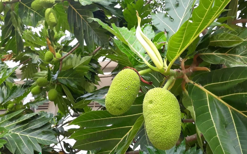 Ưu điểm khi trồng cây Sa Kê làm cây công trình
