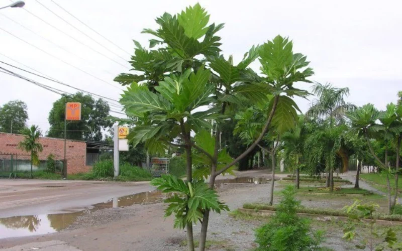Ứng dụng của cây Sa Kê trong các công trình