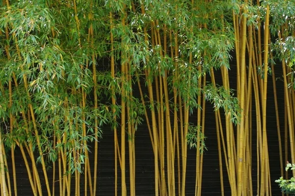 Cây Trúc Cần Câu