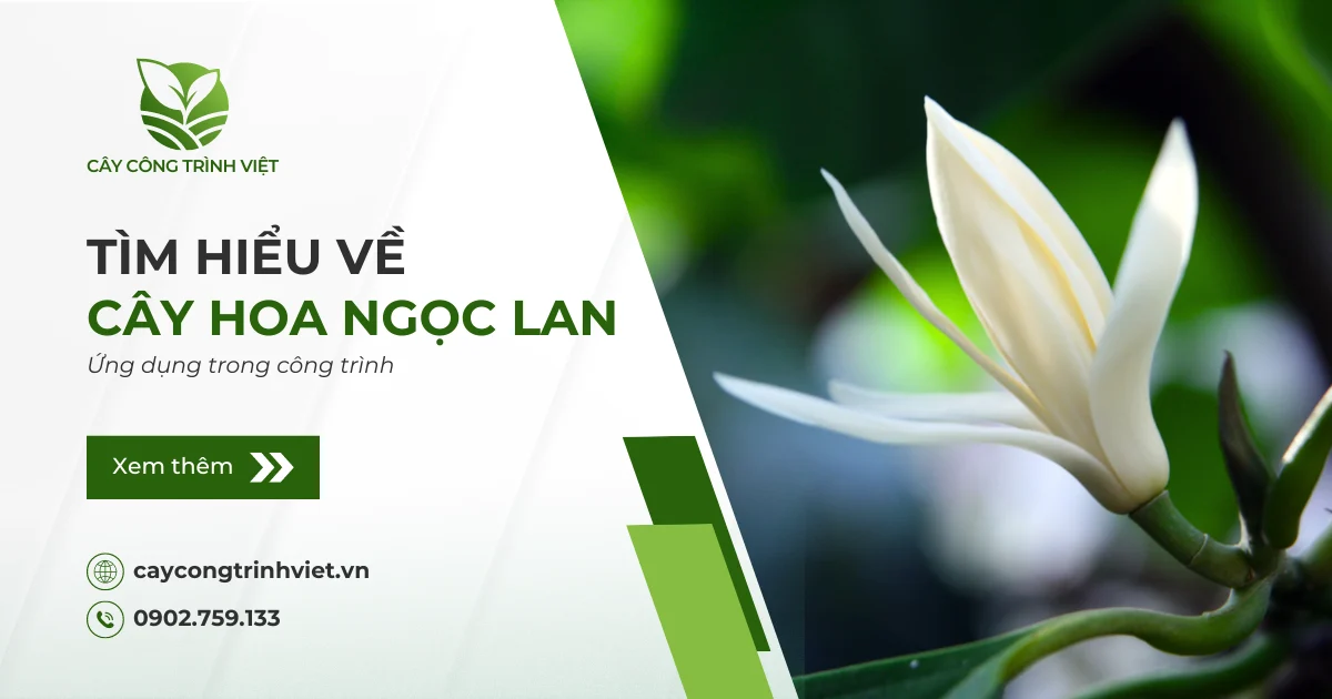 Cây Hoa Ngọc Lan: Nguồn gốc, ý nghĩa & Ứng dụng trong công trình