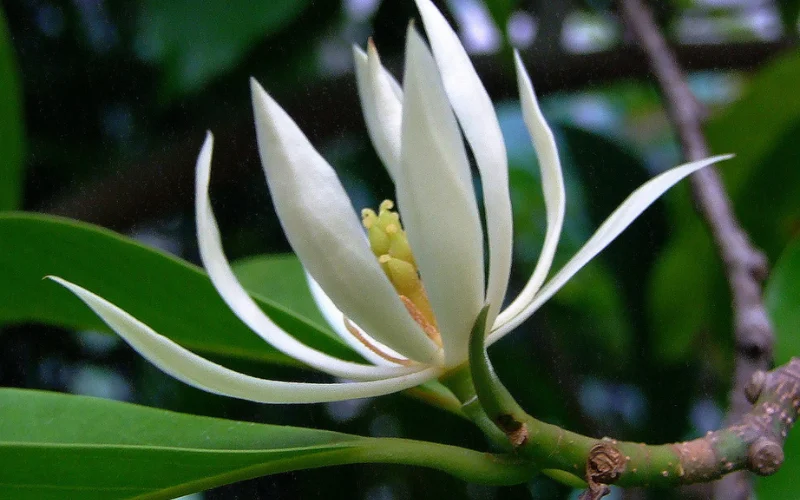 Giới thiệu về cây Hoa Ngọc Lan
