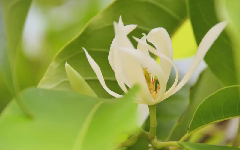 Ý nghĩa phong thủy cây Hoa Ngọc Lan