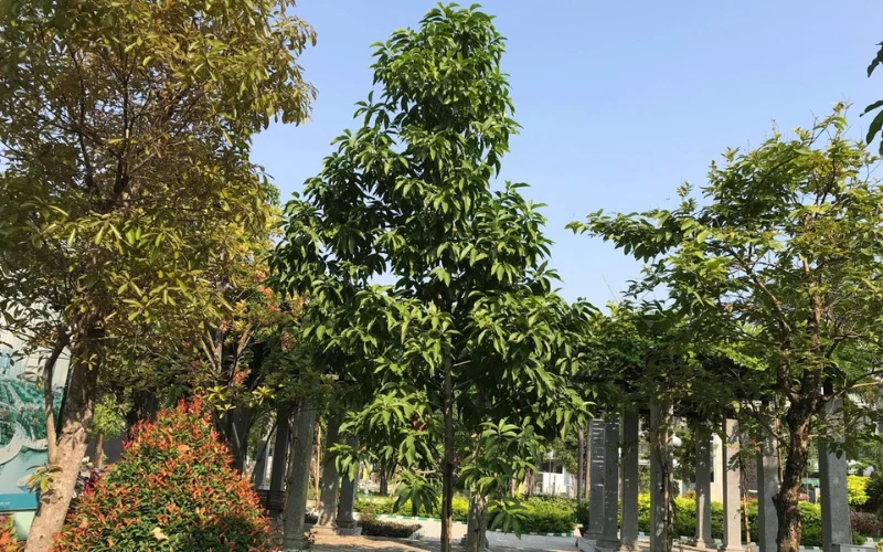 Hướng dẫn trồng và chăm sóc cây Hoa Ngọc Lan