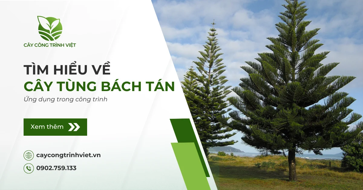 Cây Tùng Bách Tán: Nguồn gốc, ý nghĩa & Ứng dụng trong công trình