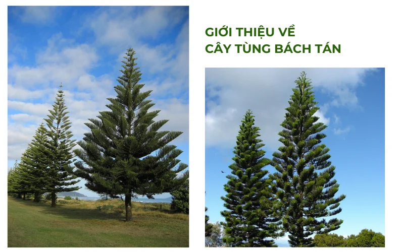 Giới thiệu về cây Tùng Bách Tán