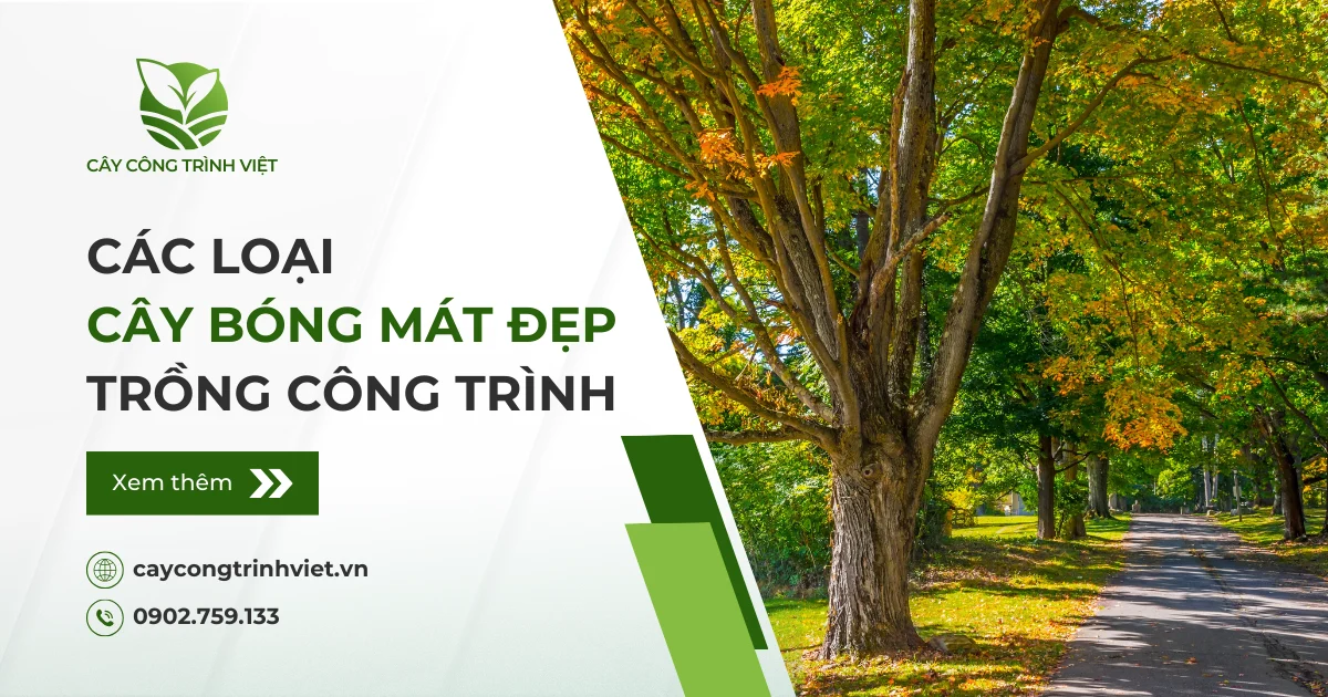 Top các loại cây bóng mát đẹp, phù hợp mọi công trình