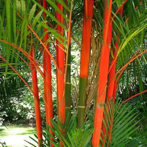 Cây Cau Đỏ
