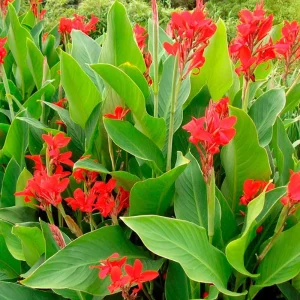 Cây Chuối Hoa