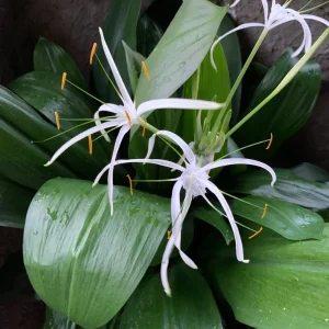 Cây Đại Tướng Quân