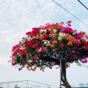 Cây Hoa Giấy